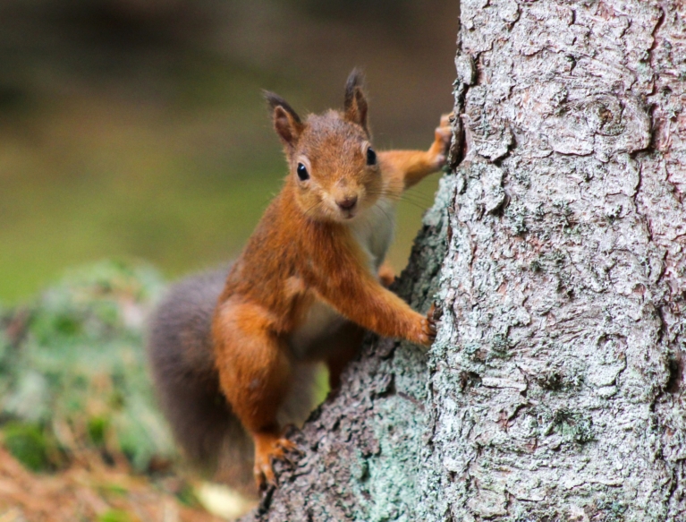 Red Squirrel against a tree trunk